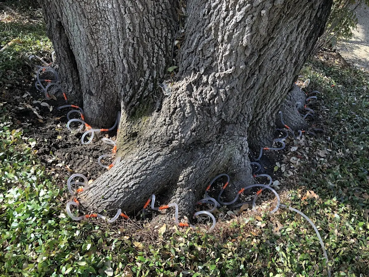 Detailed Tree Cabling and Bracing job site in Sinnamahoning