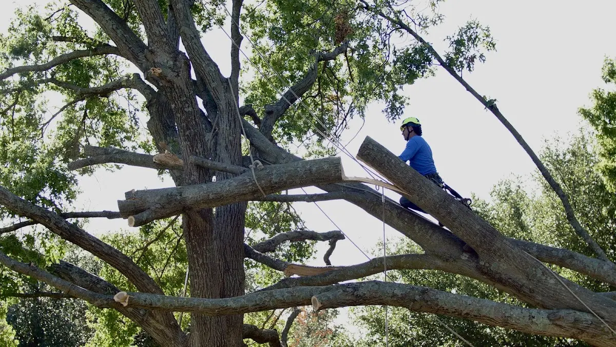 Professional Crown Thinning performed by certified arborists in Sinnamahoning