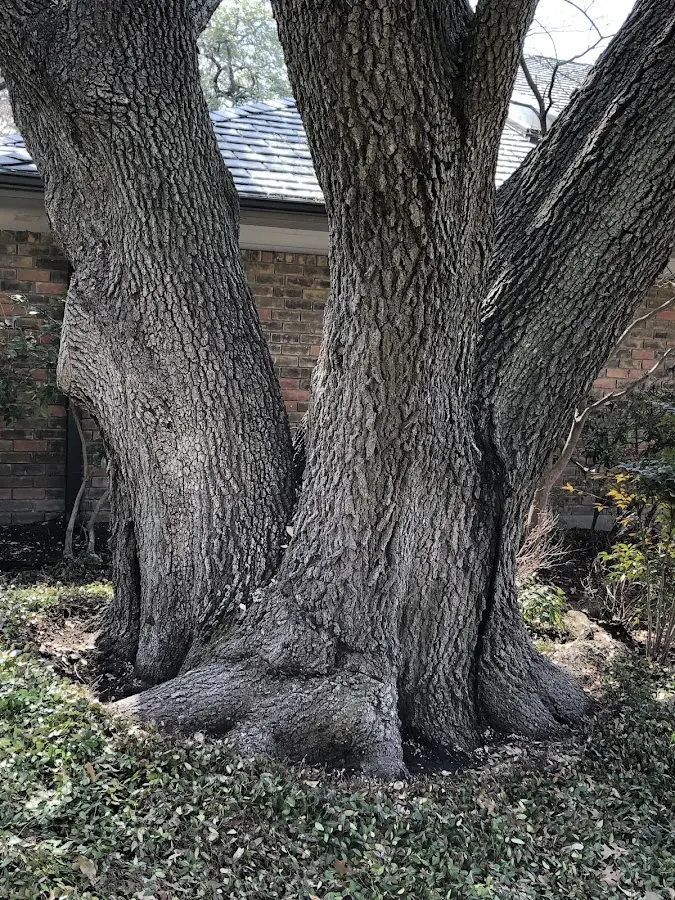 Mature heritage tree close to a Sinnamahoning property cared for by certified arborists